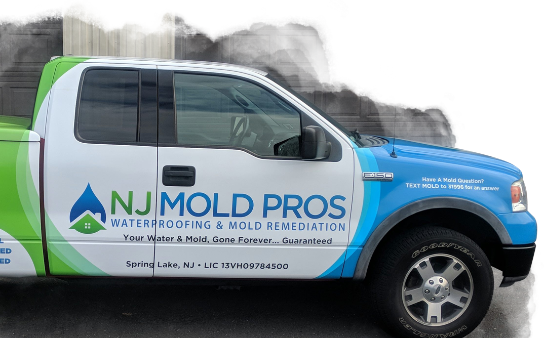 New Jersey's Mold Removal Company